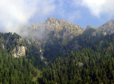 Tree line