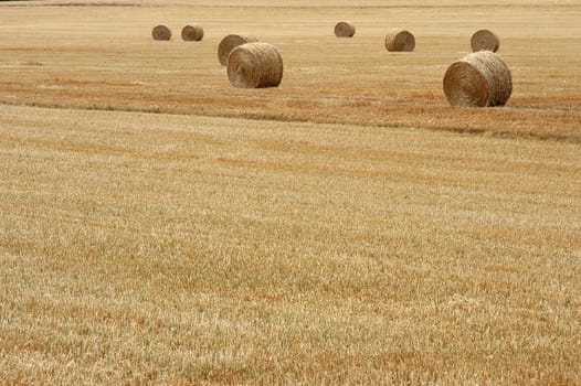 Cornfield 1