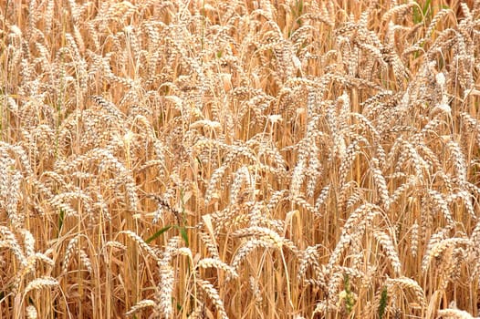 Cornfield 3