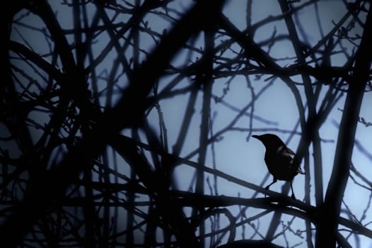 Blackbird