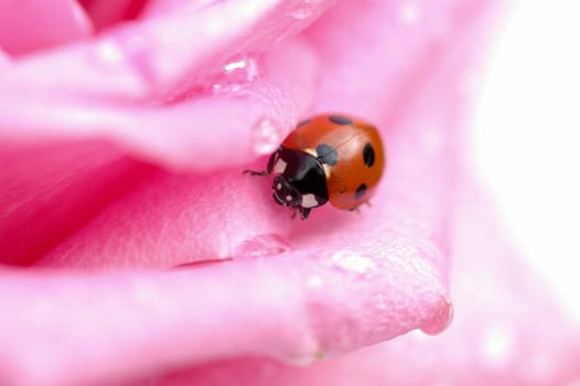 Pink-Red