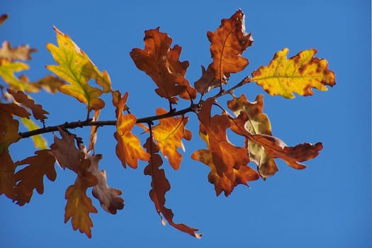 Oak leaves in the autumn light
