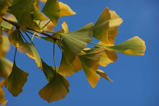 Ginkgo foliage in the autumn light