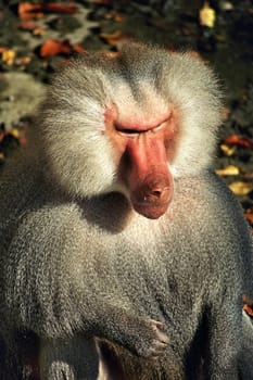 Monkey1