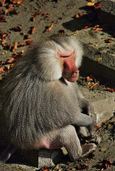 Monkey2