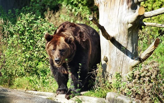 Brown Bear1