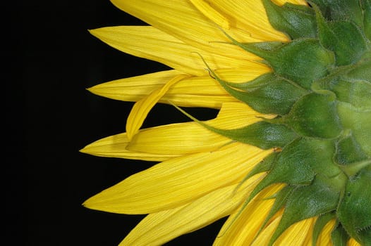Sunflower 1