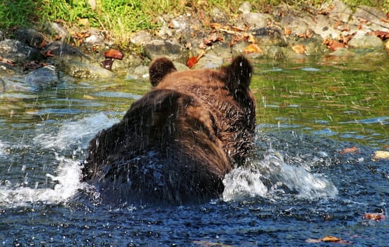 Brown Bear4