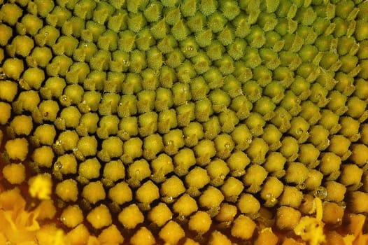 Sunflower 2