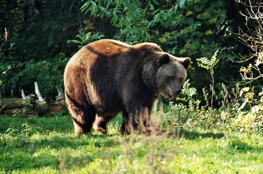 Brown bear