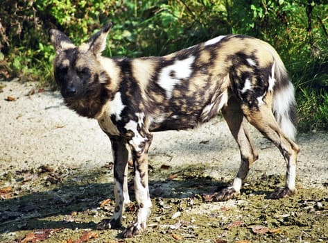 Hyena
