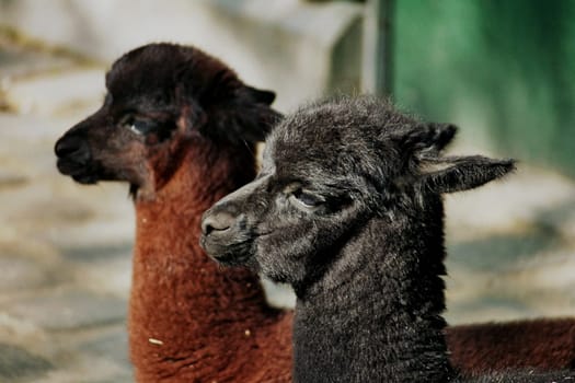Lama2