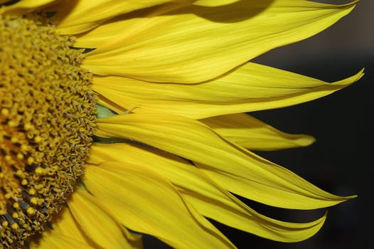 Sunflower 4