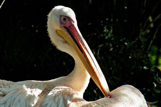 Pelican