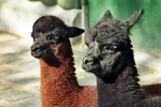Lama