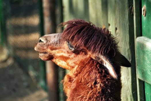 Lama4