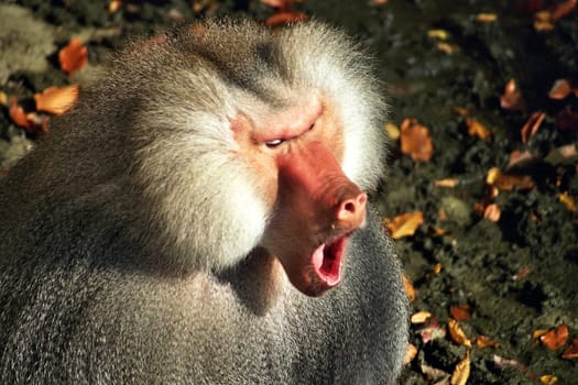 Monkey