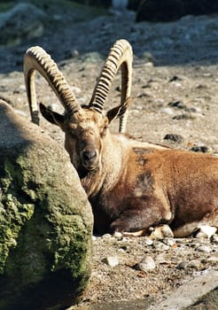 Capricorn