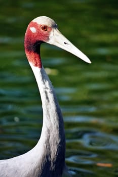 Australian crane