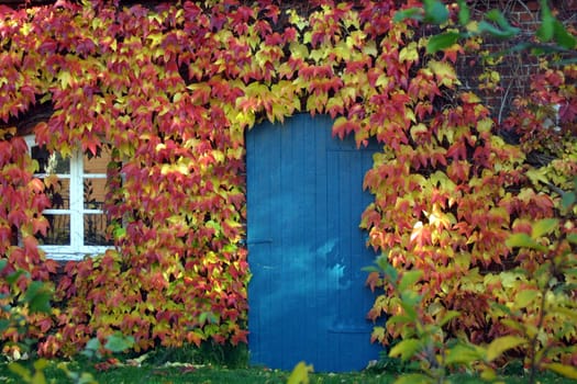(Fall foliage) or (fall leaves) or (autumn leaves)