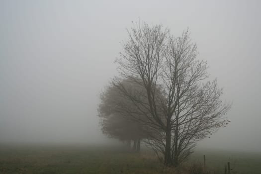 Early morning fog