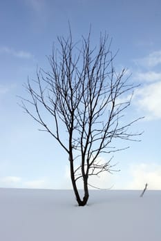 Winter tree