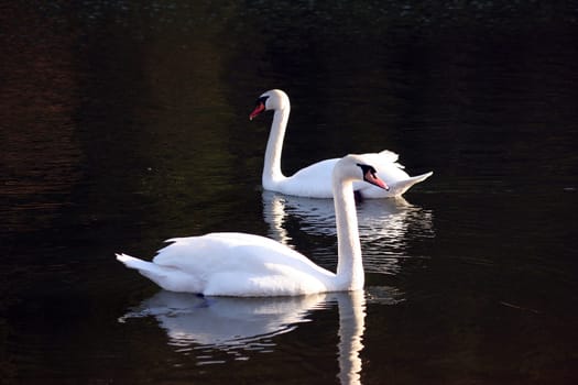 Swans