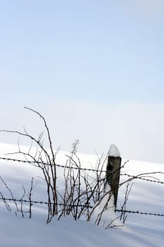 Winter shrub