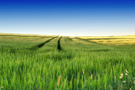 Landscape 1