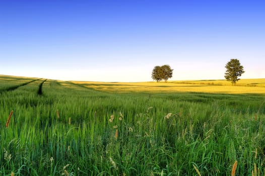 Landscape 4