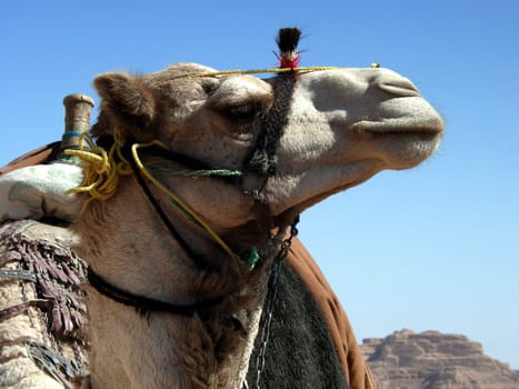 Camel