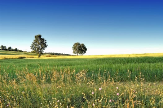 Landscape 3