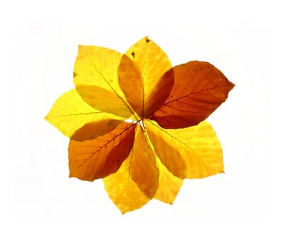 Leaf bloom