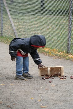 Chestnuts