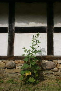 Plant in front of house wall