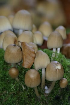 Autumn mushrooms