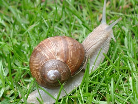 Snail