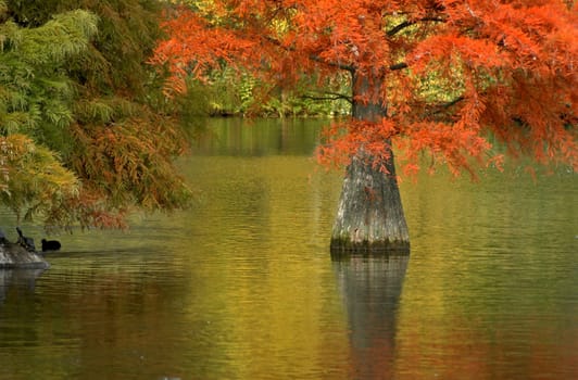 it's just wonderful to see the cypresses in my favorite park around the lake change color in autumn.