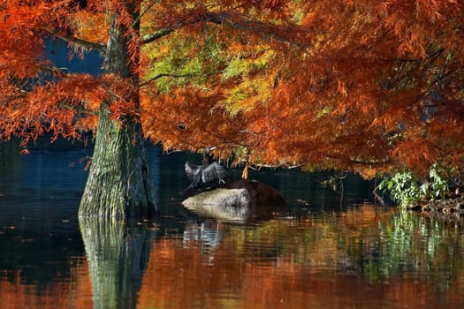 it's just wonderful to see the cypresses in my favorite park around the lake change color in autumn. Same tree only from another side of the shore.