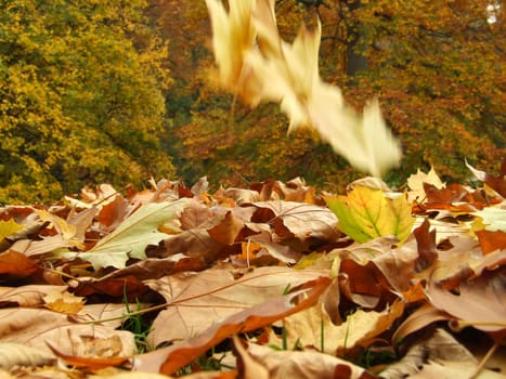 In autumn