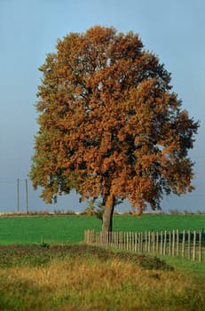 Oak in autumn