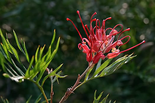 From my time in Sydney,2003 I think it's a Callistemon citrinus,if anyone knows better,please let me know! I have saved all these pictures under 'Bottlebrush'!