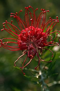 From my time in Sydney,2003 I think it's a Callistemon citrinus,if anyone knows better,please let me know! I have saved all these pictures under 'Bottlebrush'!