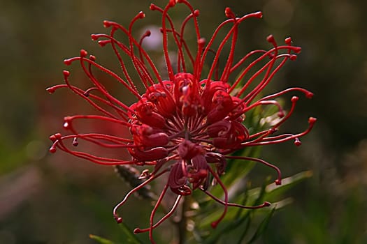 From my time in Sydney,2003 I think it's a Callistemon citrinus,if anyone knows better,please let me know! I have saved all these pictures under 'Bottlebrush'!