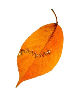 The patched leaf