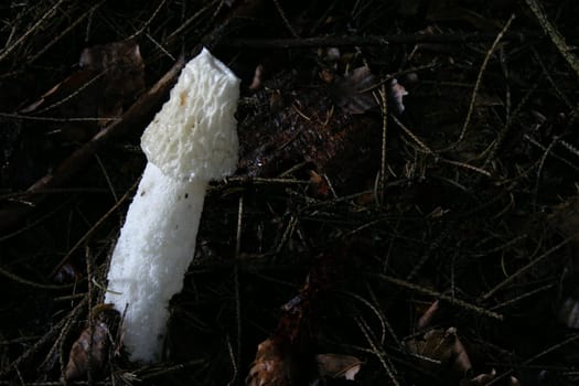 Stinkhorn