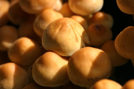 Mushroom heads