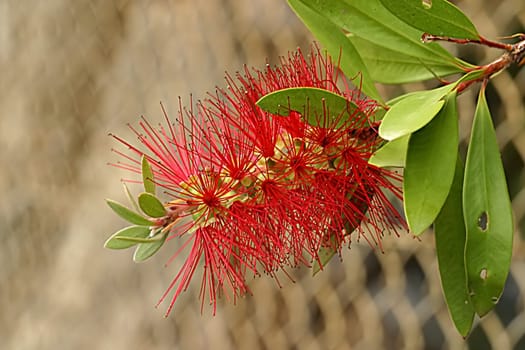From my time in Sydney,2003 Again,I believe this is a bottlebrush,Callistemon citrinus. Again,I would be grateful for instruction,as I have saved all these photos under 'bottlebrush'.