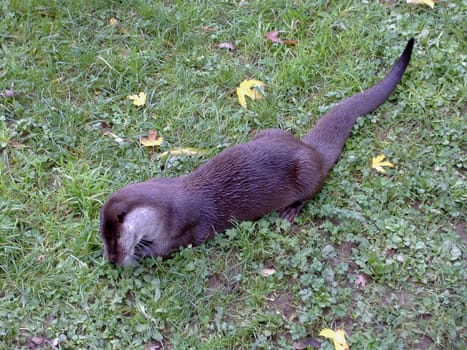 Eurasian river otter
