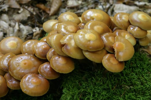 Autumn fruits
